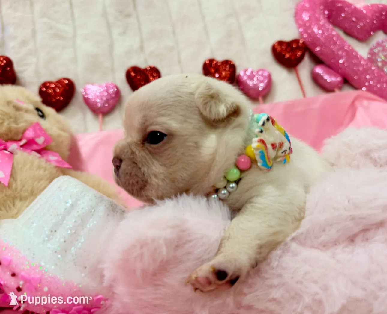 King REDUCE PRICE!!!, a male French Bulldog for sale in Saint Cloud, FL – Photo 6 of 8