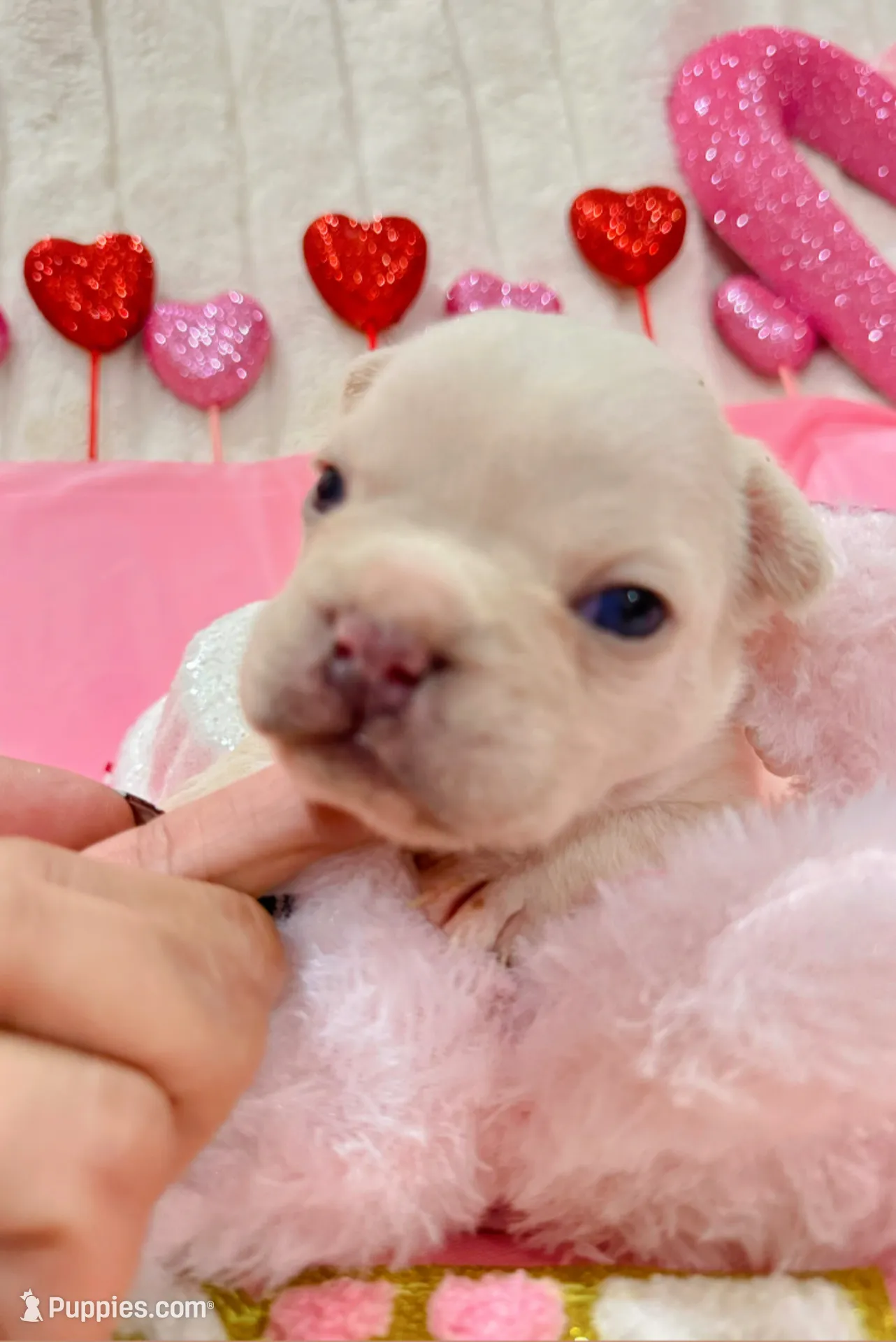 King REDUCE PRICE!!!, a male French Bulldog for sale in Saint Cloud, FL – Photo 2 of 8