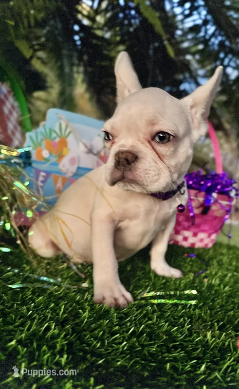 King REDUCE PRICE $1399!!!  – French Bulldog puppy for sale in West Palm Beach, FL