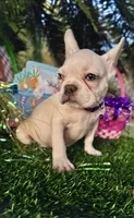King REDUCE PRICE $1399!!! , a male French Bulldog for sale in West Palm Beach, FL – Photo 1 of 9