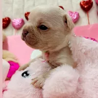 King REDUCE PRICE!!!, a male French Bulldog for sale in West Palm Beach, FL – Photo 8 of 8