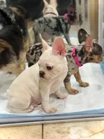 King REDUCE PRICE $1289!!! , a male French Bulldog for sale in DeLand, FL – Photo 4 of 10