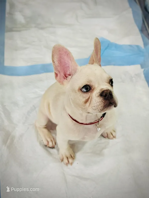 King REDUCE PRICE $1199!!!  – French Bulldog puppy for sale in Vero Beach, FL