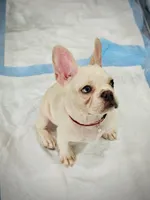 King REDUCE PRICE $1289!!! , a male French Bulldog for sale in DeLand, FL – Photo 3 of 10