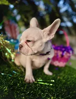 King REDUCE PRICE $1399!!! , a male French Bulldog for sale in West Palm Beach, FL – Photo 3 of 9