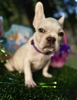 King REDUCE PRICE $1399!!! , a male French Bulldog for sale in West Palm Beach, FL – Photo 5 of 9