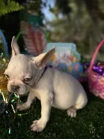 King REDUCE PRICE $1399!!! , a male French Bulldog for sale in West Palm Beach, FL – Photo 6 of 9