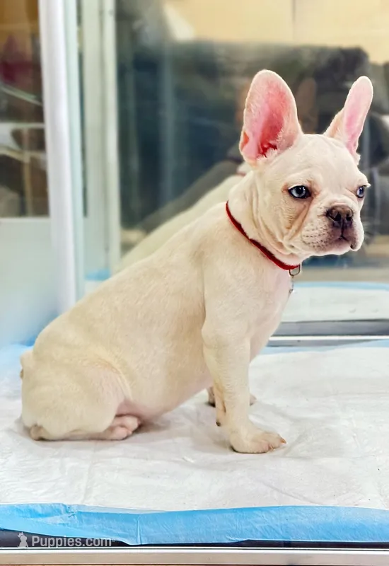 King $1199🩵BlueEyes oh🩵 – French Bulldog puppy for sale in Vero Beach, FL