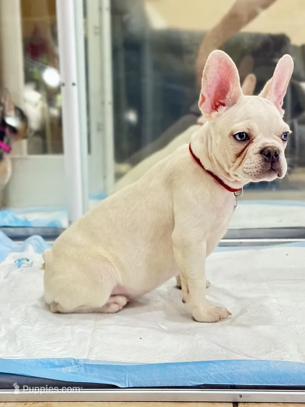King REDUCE PRICE $1289!!!  – French Bulldog puppy for sale in DeLand, FL