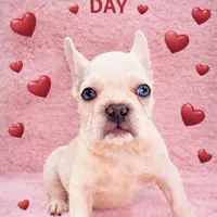 King REDUCE PRICE!!!, a male French Bulldog for sale in West Palm Beach, FL – Photo 1 of 8