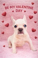 King REDUCE PRICE!!!, a male French Bulldog for sale in Saint Cloud, FL – Photo 1 of 8