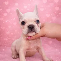 King REDUCE PRICE!!!, a male French Bulldog for sale in West Palm Beach, FL – Photo 4 of 8