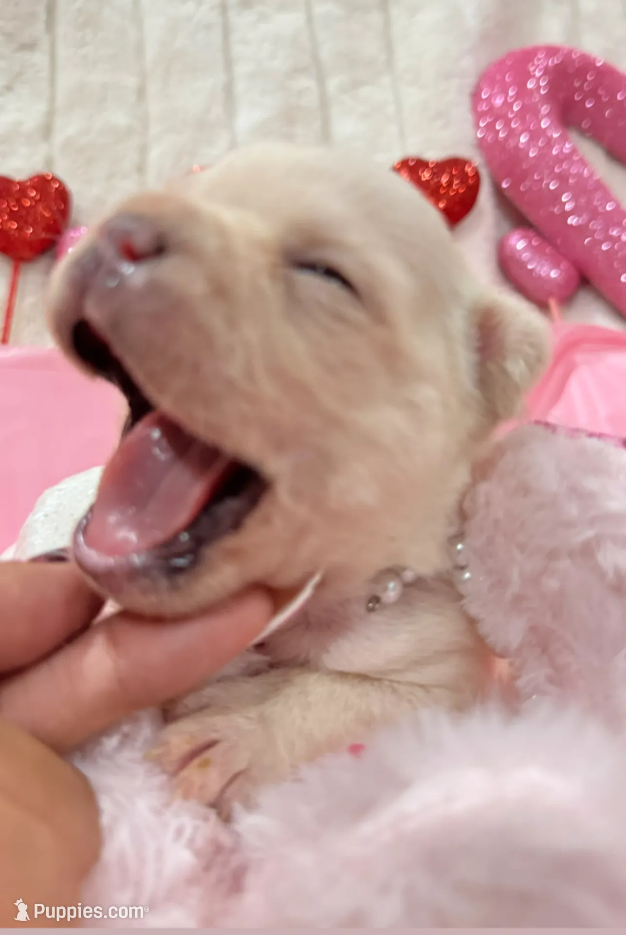 King REDUCE PRICE!!!, a male French Bulldog for sale in Saint Cloud, FL – Photo 7 of 8