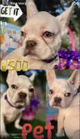 King REDUCE PRICE $1399!!! , a male French Bulldog for sale in West Palm Beach, FL – Photo 9 of 9