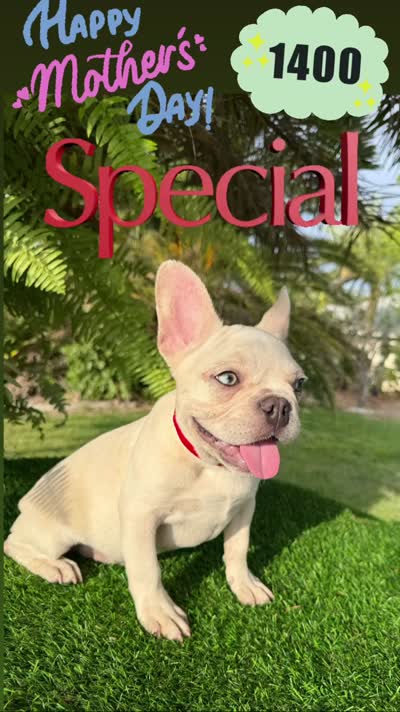 King $1295 🩵BlueEyes🩵MorhersDay Special!, a male French Bulldog for sale in Deltona, FL – 6 of 10