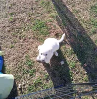 Buddy, a male German Shepherd Dog for sale in Lincolnton, GA – Photo 1 of 5