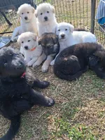 Buddy, a male German Shepherd Dog for sale in Lincolnton, GA – Photo 2 of 5