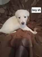 Buddy, a male German Shepherd Dog for sale in Lincolnton, GA – Photo 5 of 5