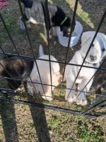 Buddy, a male German Shepherd Dog for sale in Lincolnton, GA – Photo 3 of 5