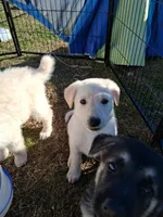 AXLE, a male German Shepherd Dog for sale in Lincolnton, GA – Photo 2 of 5