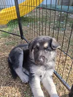 AXLE, a male German Shepherd Dog for sale in Lincolnton, GA – Photo 3 of 5