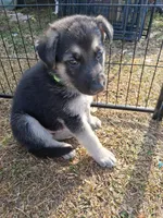 AXLE, a male German Shepherd Dog for sale in Lincolnton, GA – Photo 1 of 5