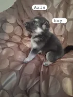 AXLE, a male German Shepherd Dog for sale in Lincolnton, GA – Photo 5 of 5