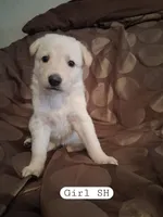 Cookie, a female German Shepherd Dog for sale in Lincolnton, GA – Photo 3 of 4