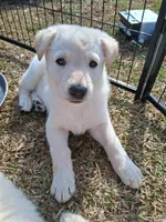 Cookie, a female German Shepherd Dog for sale in Lincolnton, GA – Photo 2 of 4