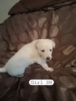 Cookie, a female German Shepherd Dog for sale in Lincolnton, GA – Photo 4 of 4