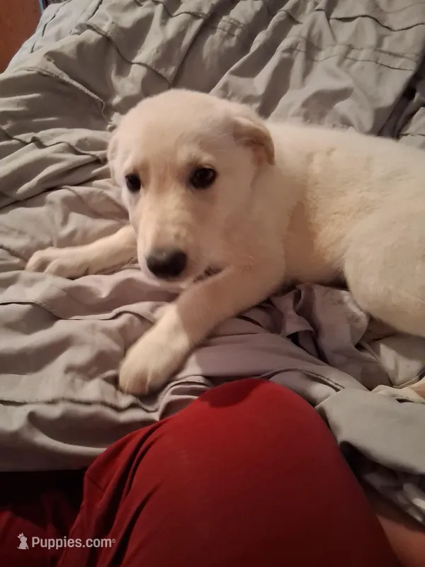 Cookie – German Shepherd Dog puppy for sale in Lincolnton, GA