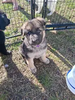 Beretta, a female German Shepherd Dog for sale in Lincolnton, GA – Photo 1 of 5