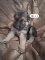 Beretta, a female German Shepherd Dog for sale in Lincolnton, GA – Photo 4 of 5