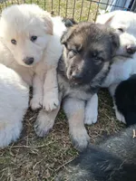 Beretta, a female German Shepherd Dog for sale in Lincolnton, GA – Photo 2 of 5