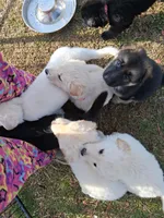 Beretta, a female German Shepherd Dog for sale in Lincolnton, GA – Photo 3 of 5