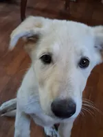 Cookie, a female German Shepherd Dog for sale in Lincolnton, GA – Photo 2 of 4