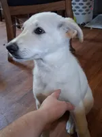 Cookie, a female German Shepherd Dog for sale in Lincolnton, GA – Photo 3 of 4