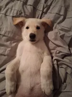 Cookie, a female German Shepherd Dog for sale in Lincolnton, GA – Photo 4 of 4