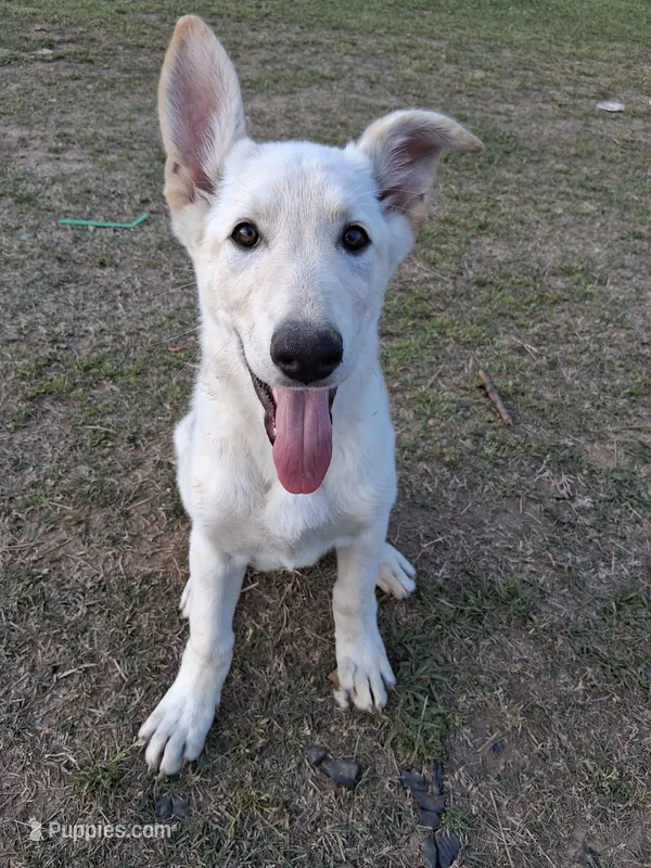 Cookie – German Shepherd Dog puppy on hold in Lincolnton, GA