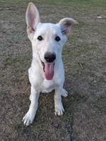 Cookie, a female German Shepherd Dog for sale in Lincolnton, GA – Photo 1 of 4