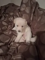 processed/782c6764-330f-411a-a435-f1af2c2f5b3d/listing/fa2e8ebf-262e-4d01-b426-229dd392df88/6ccfe149-5730-4a29-a9fa-dedada6f1719