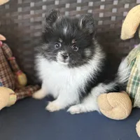 AKC Tulsi 💕💕💕girl💕Hold, a female Pomeranian for sale in Trinity, TX – Photo 4 of 9