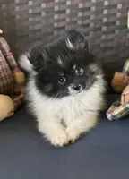 AKC Tulsi 💕💕💕girl💕Hold, a female Pomeranian for sale in Trinity, TX – Photo 6 of 9