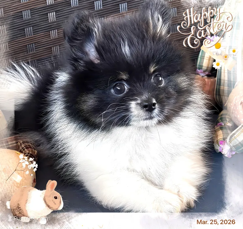 AKC Tulsi 💕💕💕girl💕Hold – Pomeranian puppy for sale in Trinity, TX