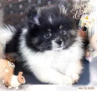 AKC Tulsi 💕💕💕girl💕Hold, a female Pomeranian for sale in Trinity, TX – Photo 1 of 9