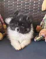 AKC Tulsi 💕💕💕girl💕Hold, a female Pomeranian for sale in Trinity, TX – Photo 2 of 9