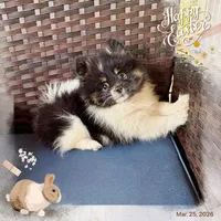AKC Tulsi 💕💕💕girl💕Hold, a female Pomeranian for sale in Trinity, TX – Photo 8 of 9