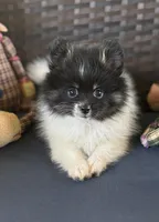 AKC Tulsi 💕💕💕girl💕Hold, a female Pomeranian for sale in Trinity, TX – Photo 7 of 9