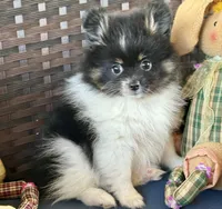 AKC Tulsi 💕💕💕girl💕Hold, a female Pomeranian for sale in Trinity, TX – Photo 9 of 9