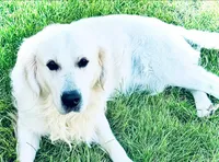 Prince, a male English Cream Golden Retriever for sale in Camp Douglas, WI – Photo 4 of 5
